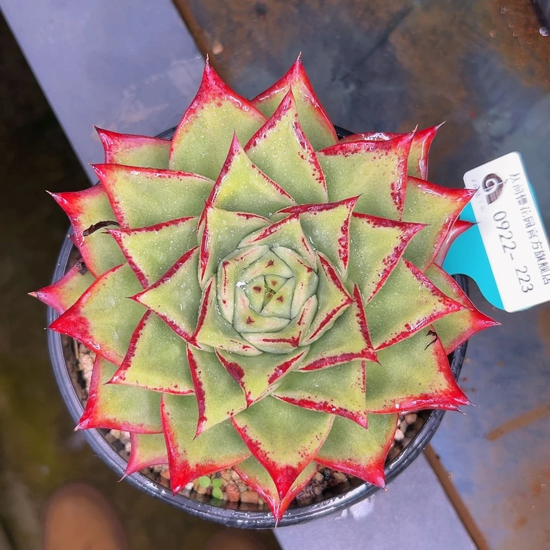 多肉一物一拍0922.223