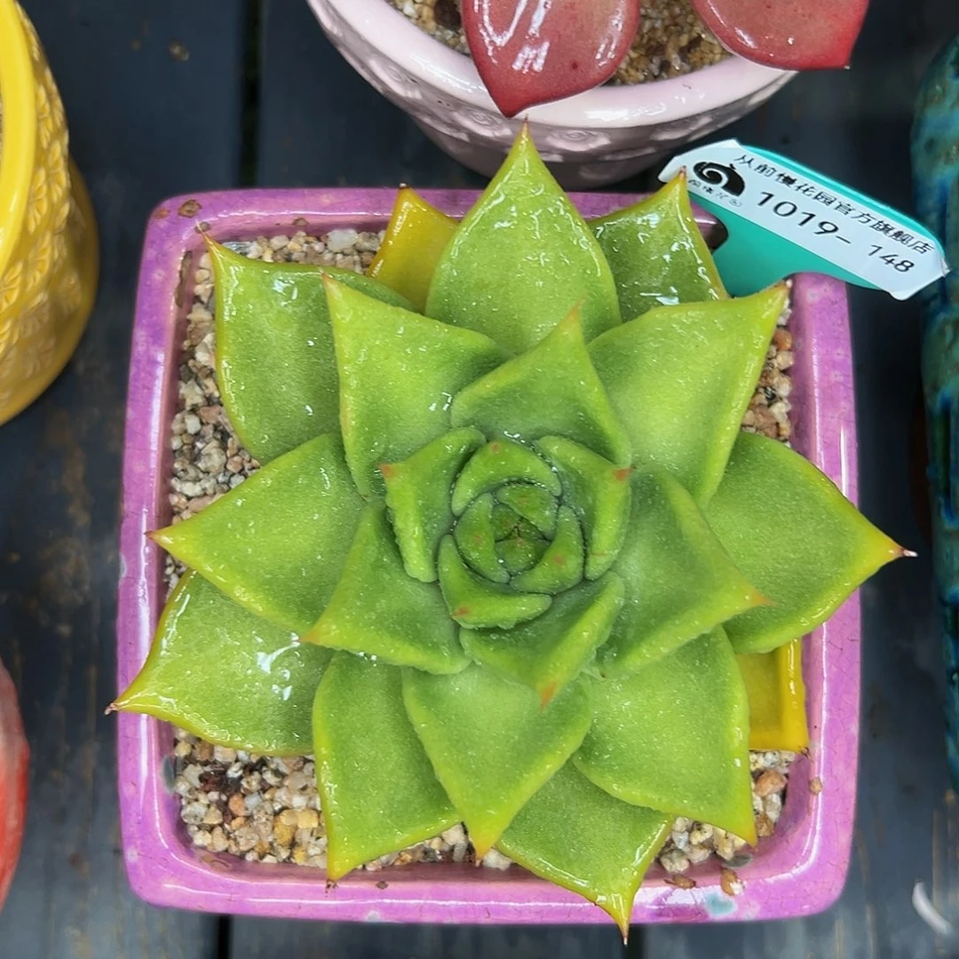 多肉编号1019-148