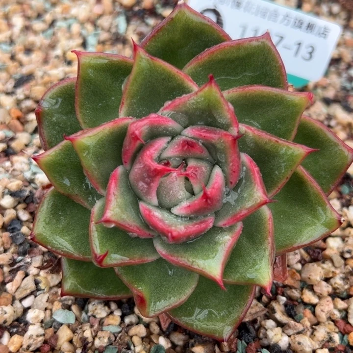 从前慢多肉精选编号1107.13