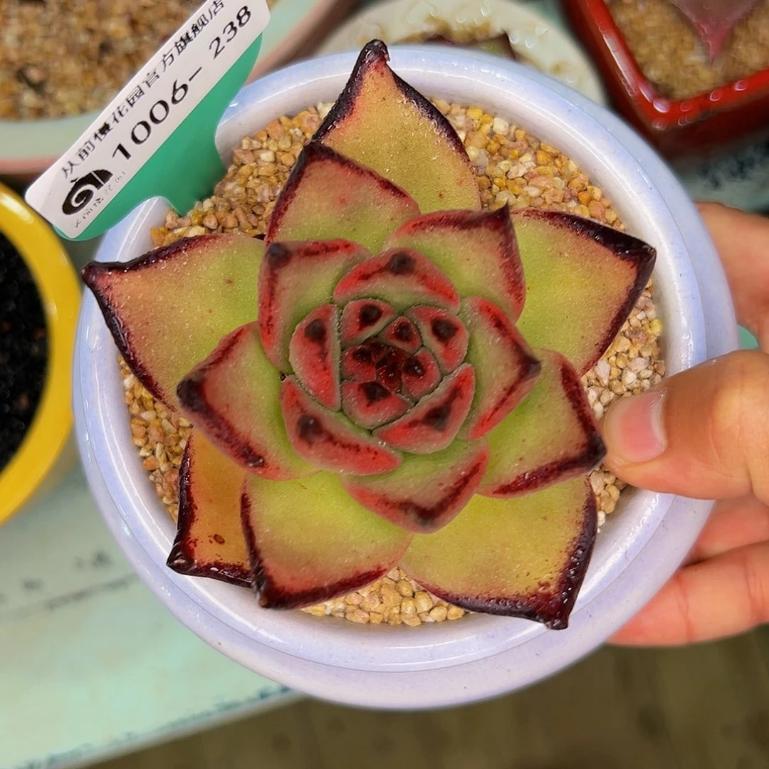 多肉一物一拍1006-238