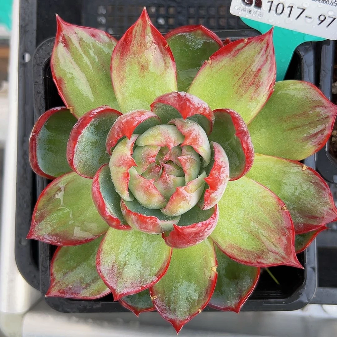 多肉一物一拍1017-97