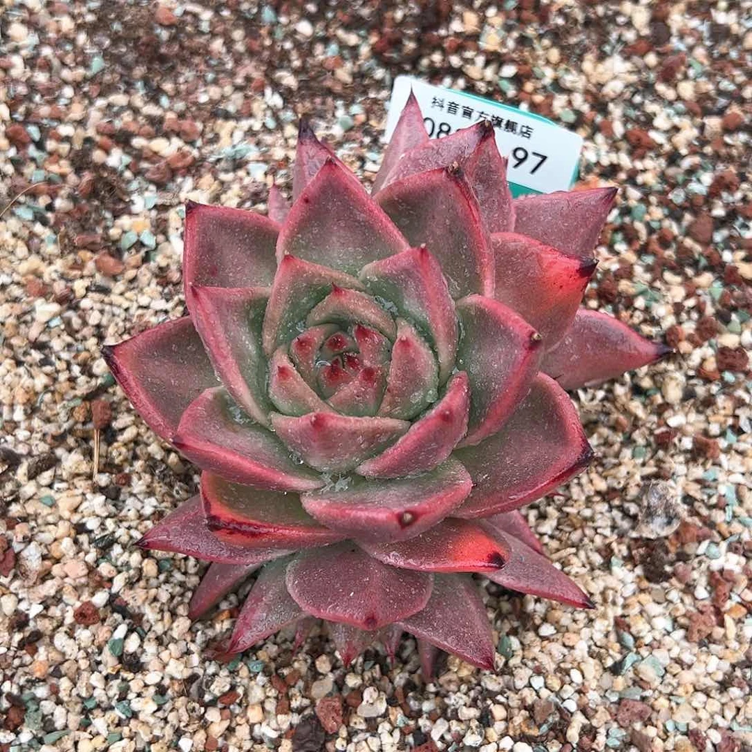 从前慢花园多肉编号0819-97