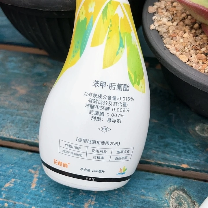 花枝俏精品多肉编号0825-