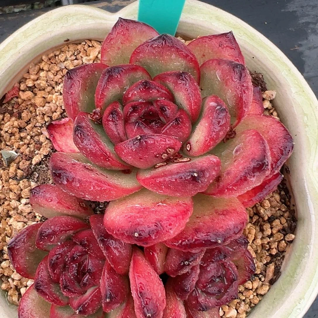 精品多肉编号0819-113