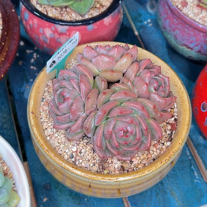 多肉一物一拍1029-143