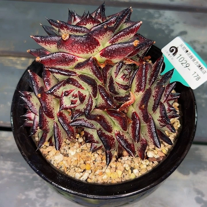 多肉一物一拍1029-178