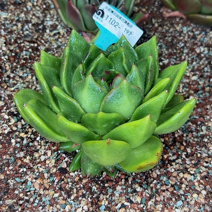 柠****?多肉一物一拍1102-197