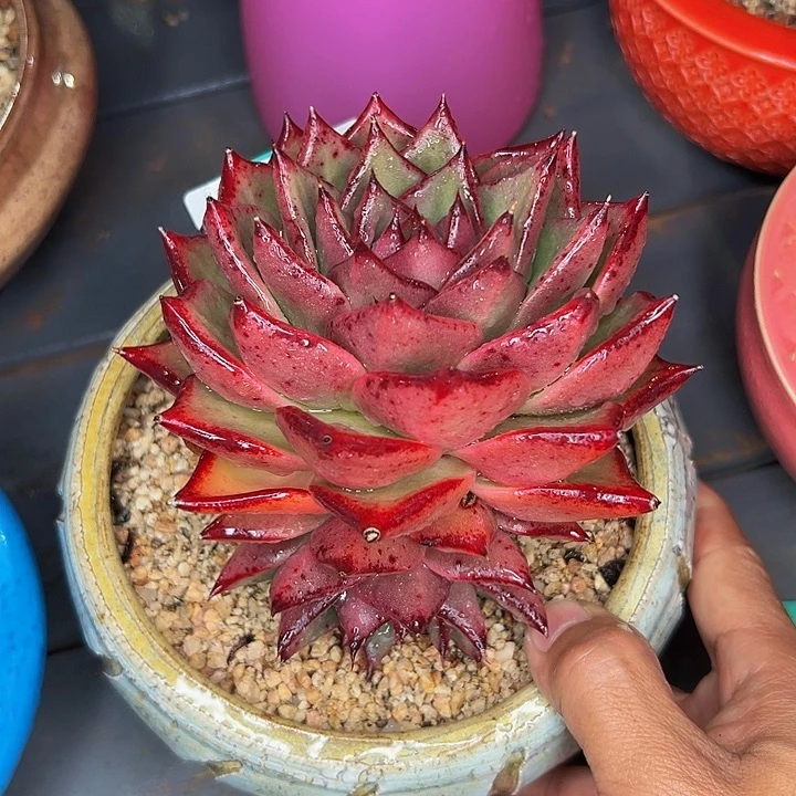 多肉一物一拍1102-284