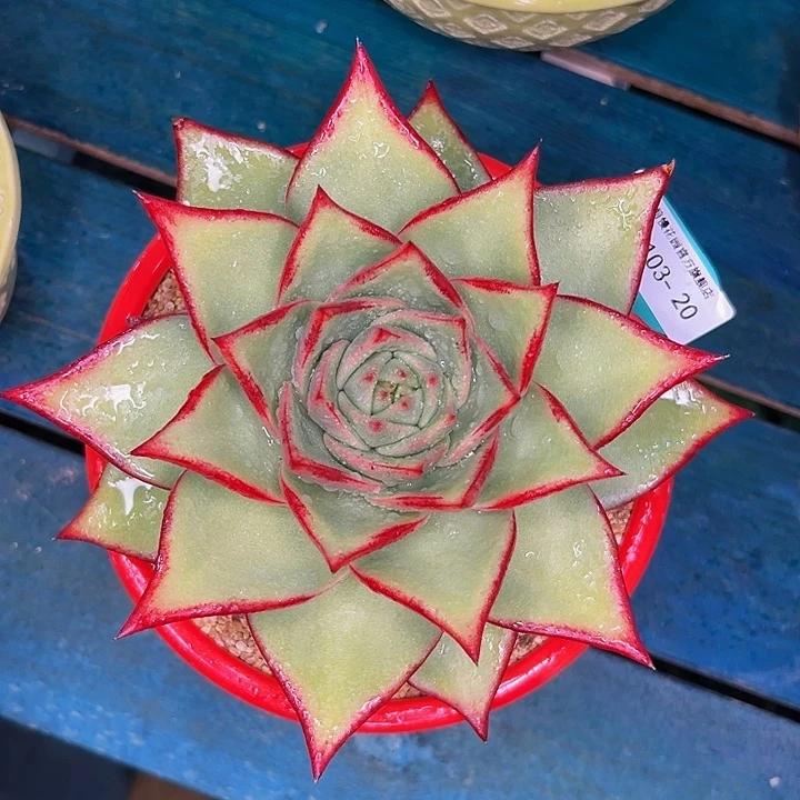 多肉一物一拍1103-20