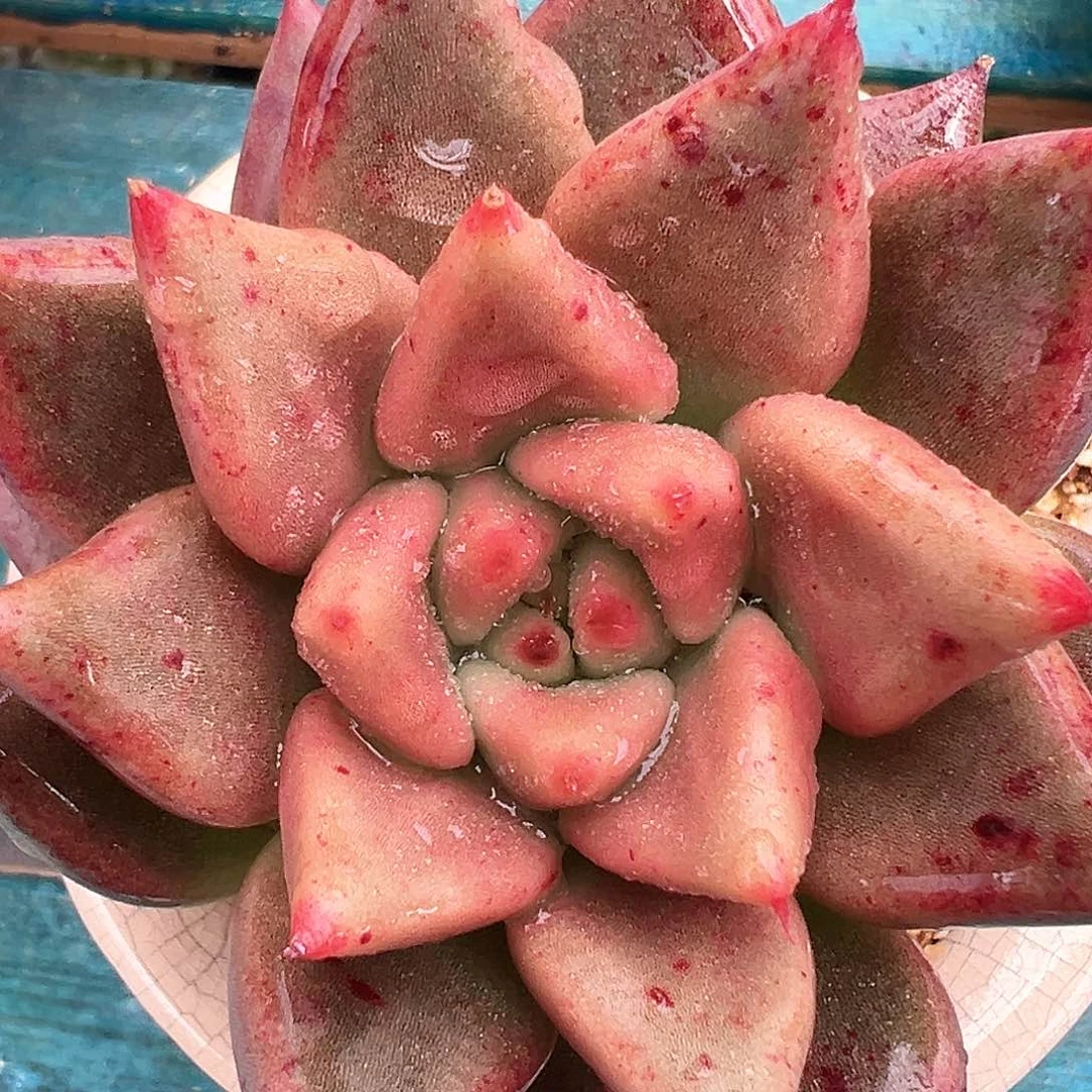 精品多肉编号0819-145