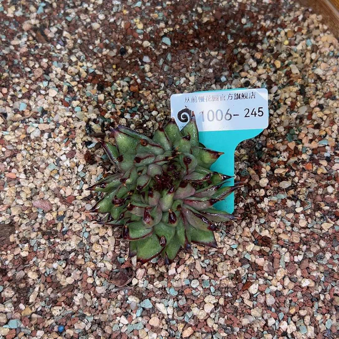 一**木多肉一物一拍1006-245