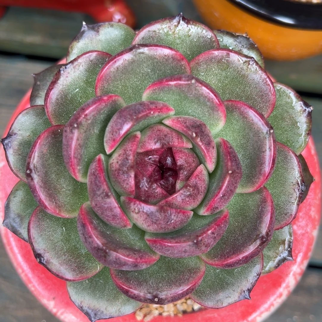 从前慢多肉精选编号0925.71