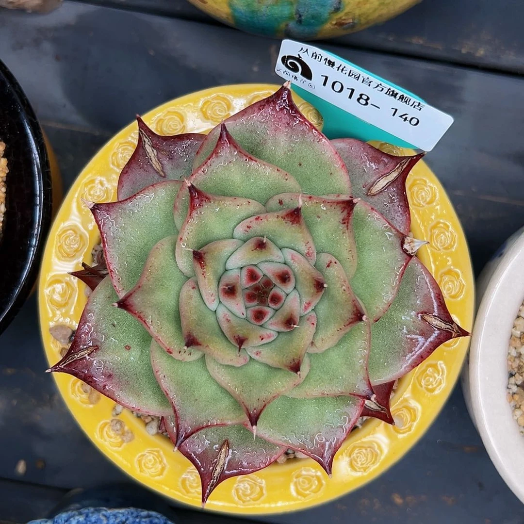 多肉编号1018-140