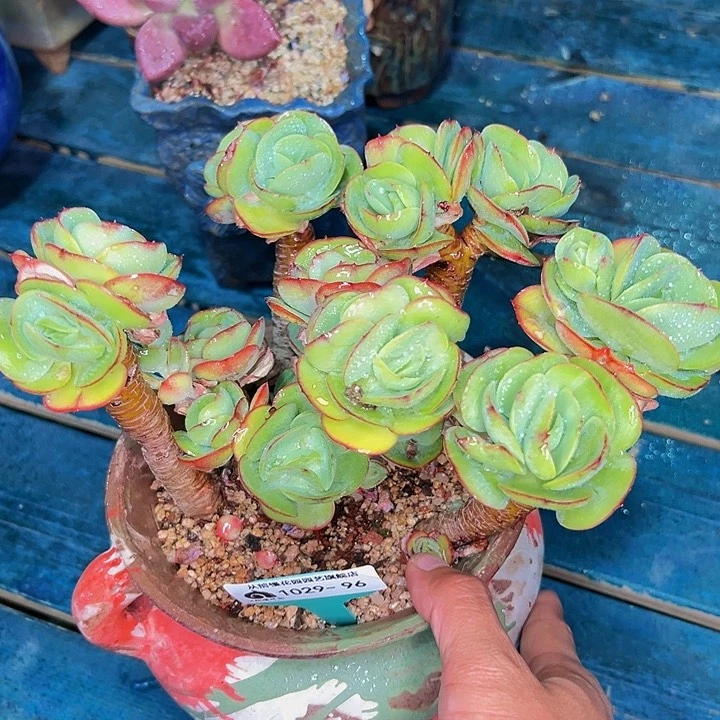 多肉一物一拍1029-96