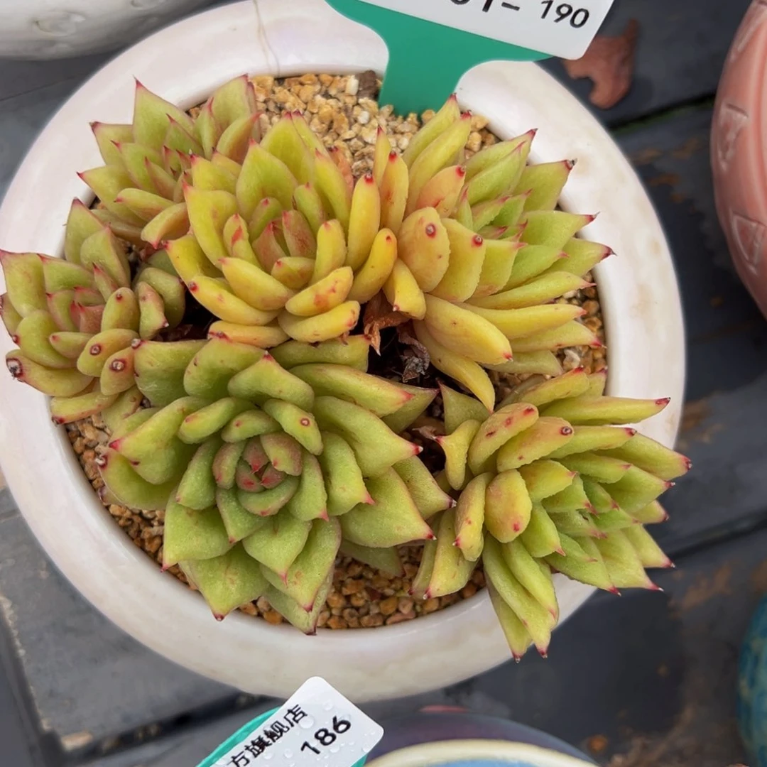 多肉编号1001-190