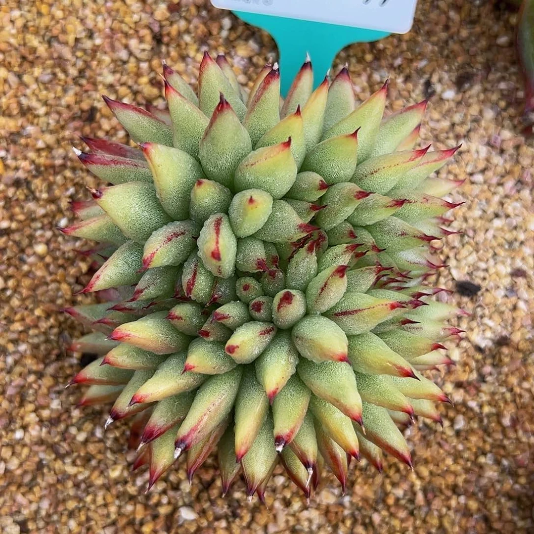 多肉一物一拍1019-99