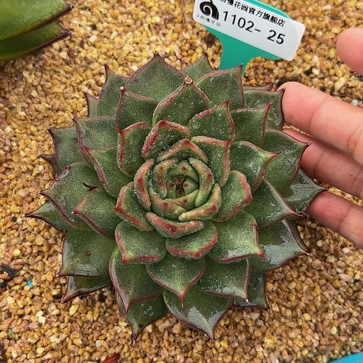 多肉一物一拍1102-25