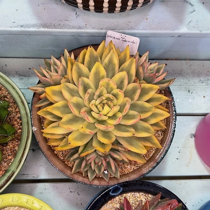 多***多多肉一物一拍1103-284