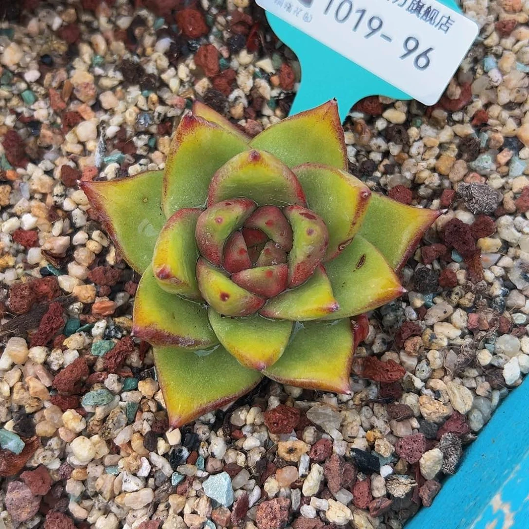 多肉一物一拍1019-96