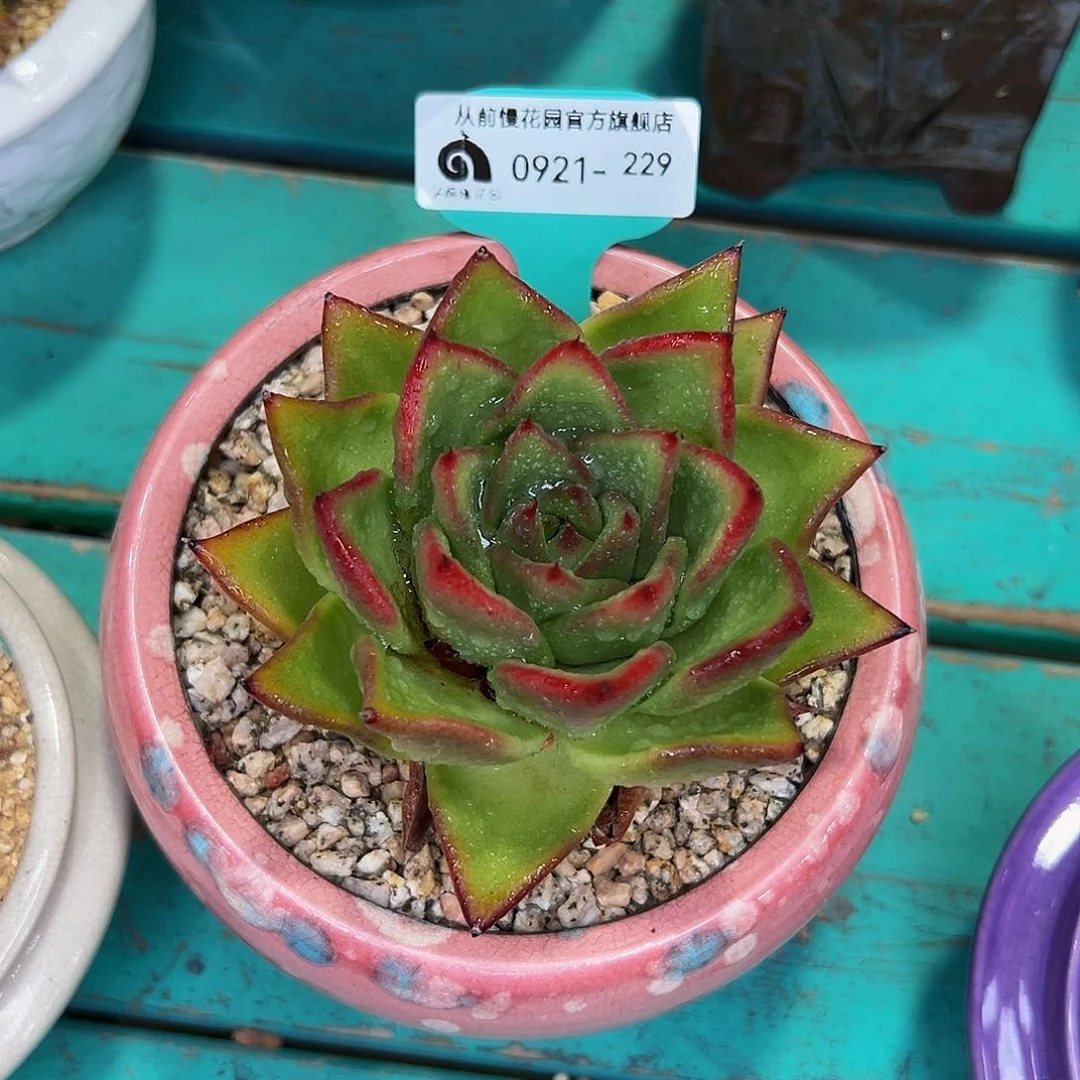 多肉一物一拍0921-229