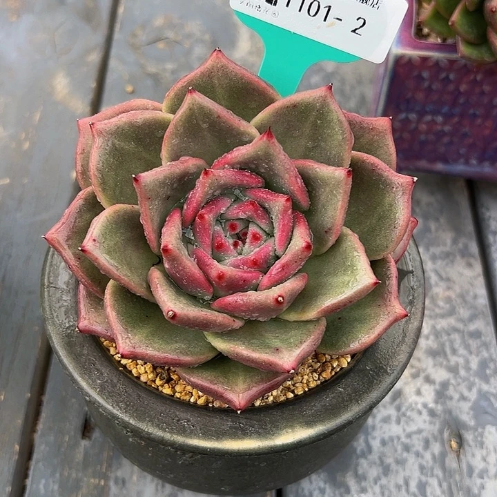 多肉一物一拍1101-2