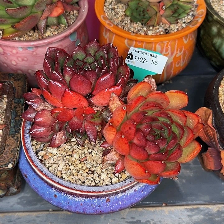 多肉一物一拍1102-105