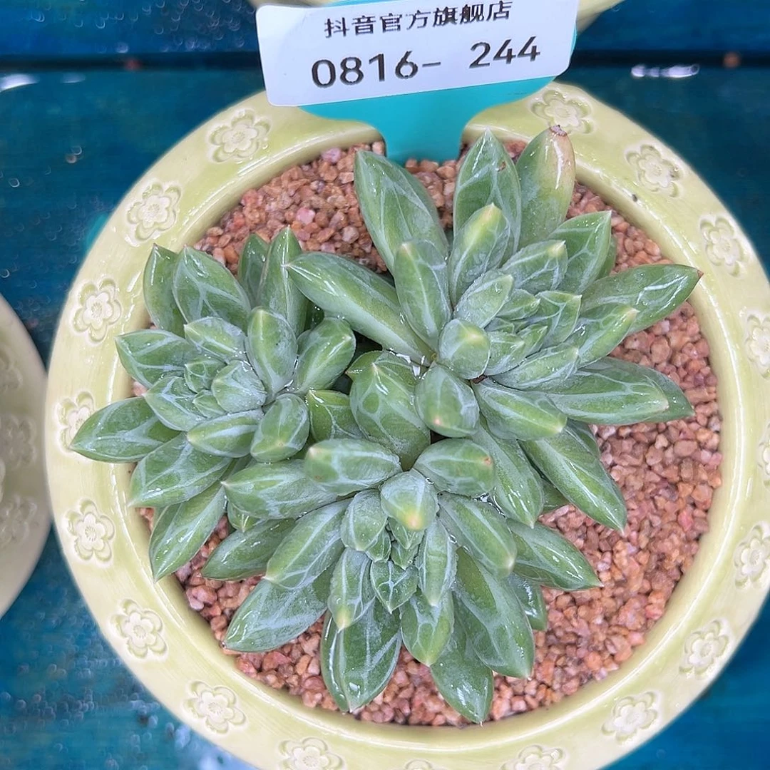 多肉一物一拍0816-244
