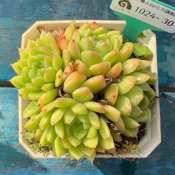 从前慢多肉精选编号1024.30