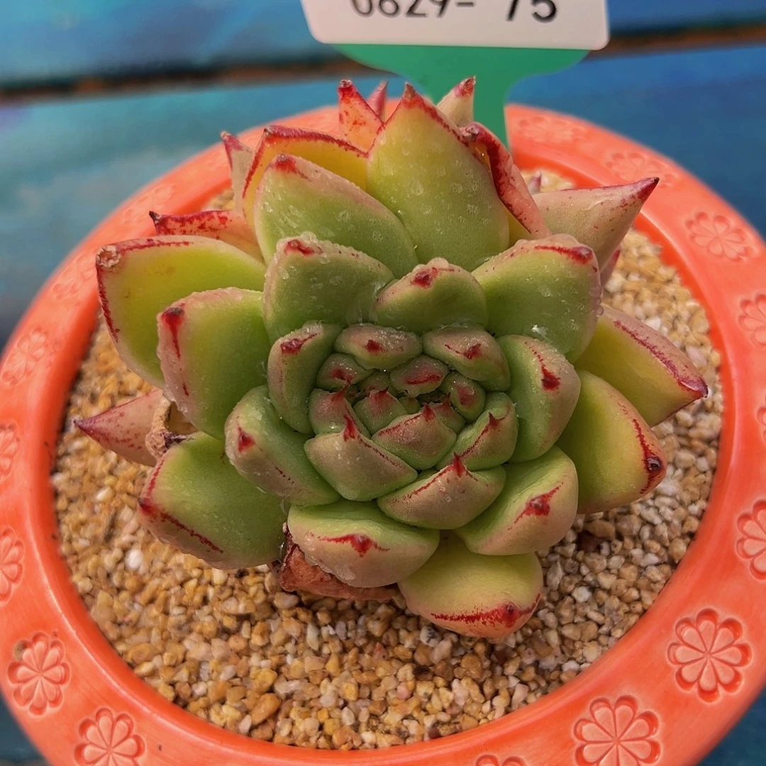 从前慢花园多肉编号0829-75金鲨