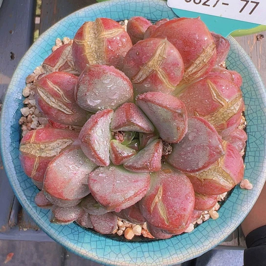 精品多肉编号0827-77