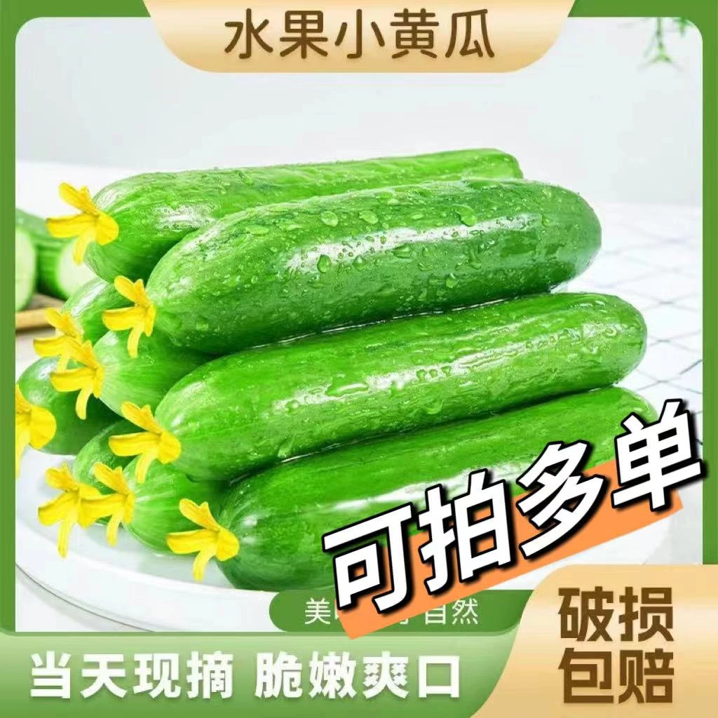 A(坏瓜包赔)新鲜脆嫩生吃水果黄瓜4.5斤约18-22根单根小黄瓜甜脆