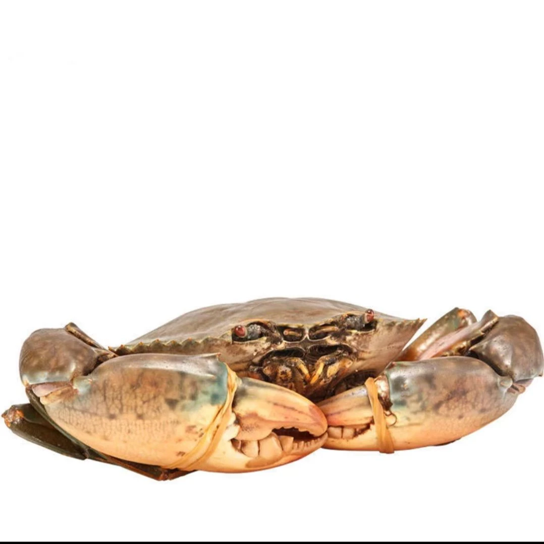 (鲜活大青蟹)青蟹膏蟹大肉蟹海螃蟹活蟹鲜活