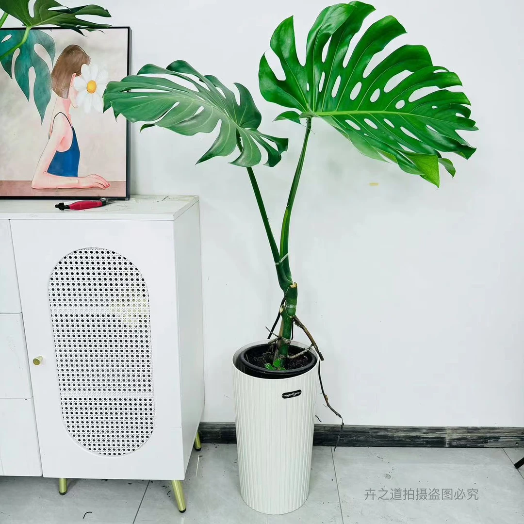 小老桩龟背竹室内植物净化空气吸甲醛除异味