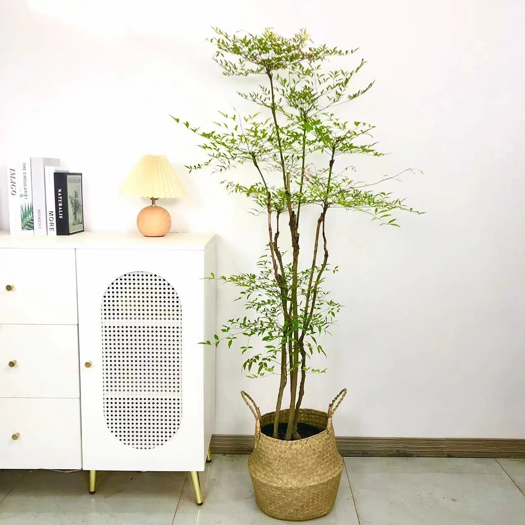 【森和】南天竹网红绿植禅意感室内净化空气绿植