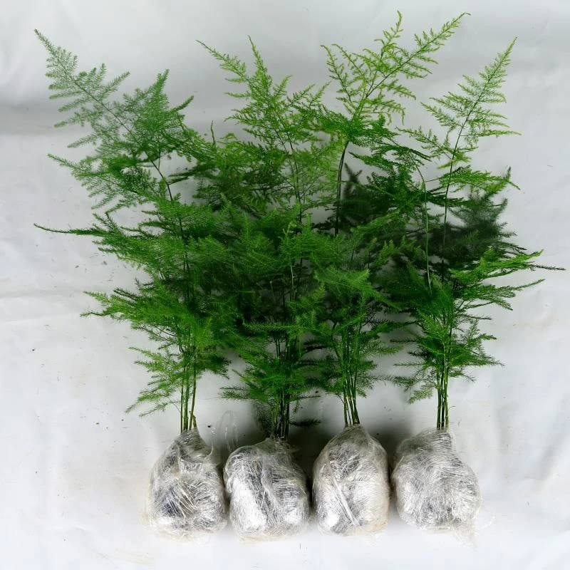 文竹盆栽植物室内净化空气办公室绿植花卉盆栽盆景四季常青小盆栽