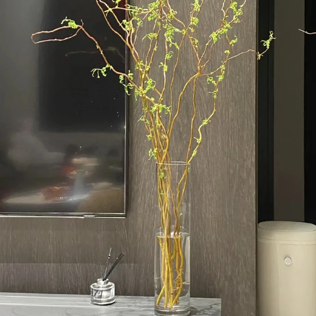 龙柳 云南昆明斗南发货