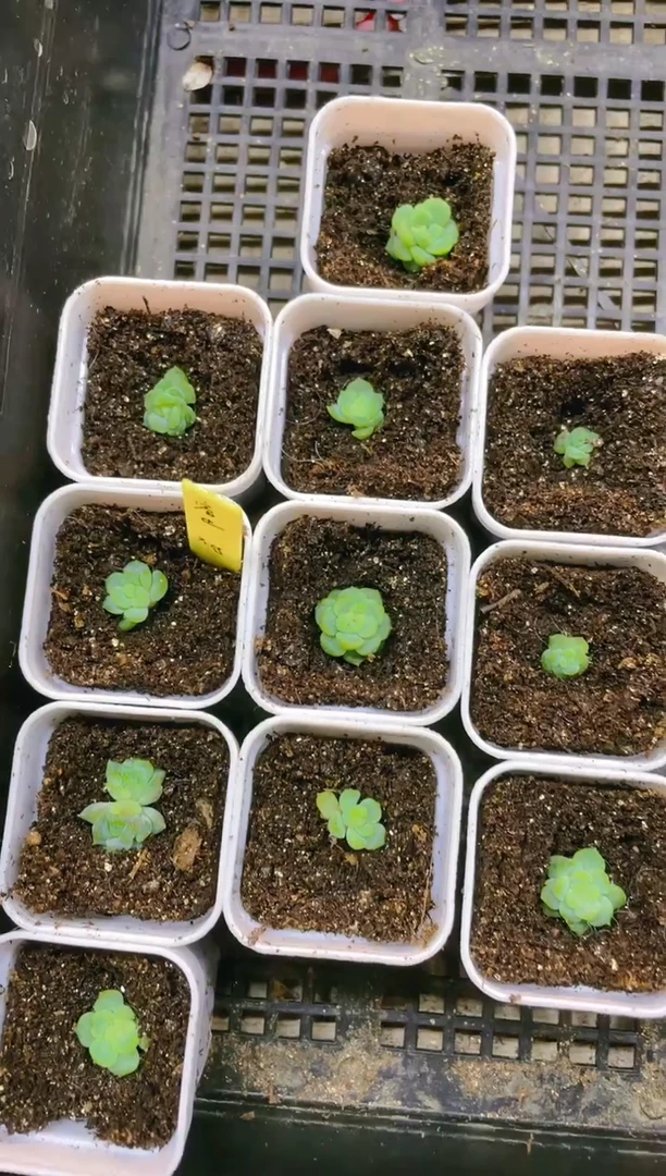 【闪购商品】容止 5.5盆