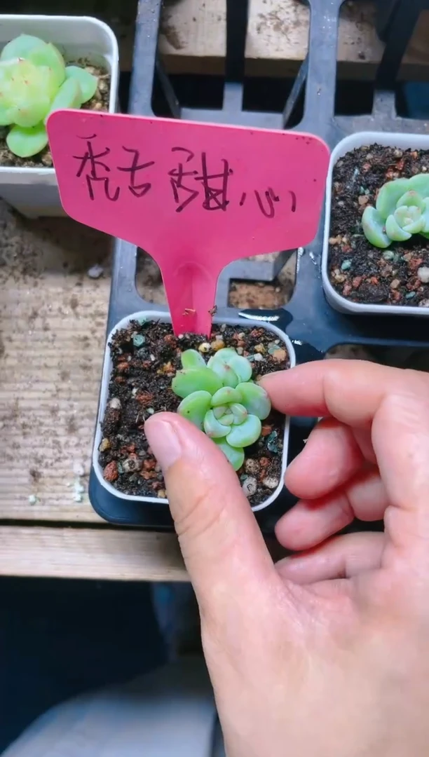 【闪购商品】秃子甜心 5.5盆