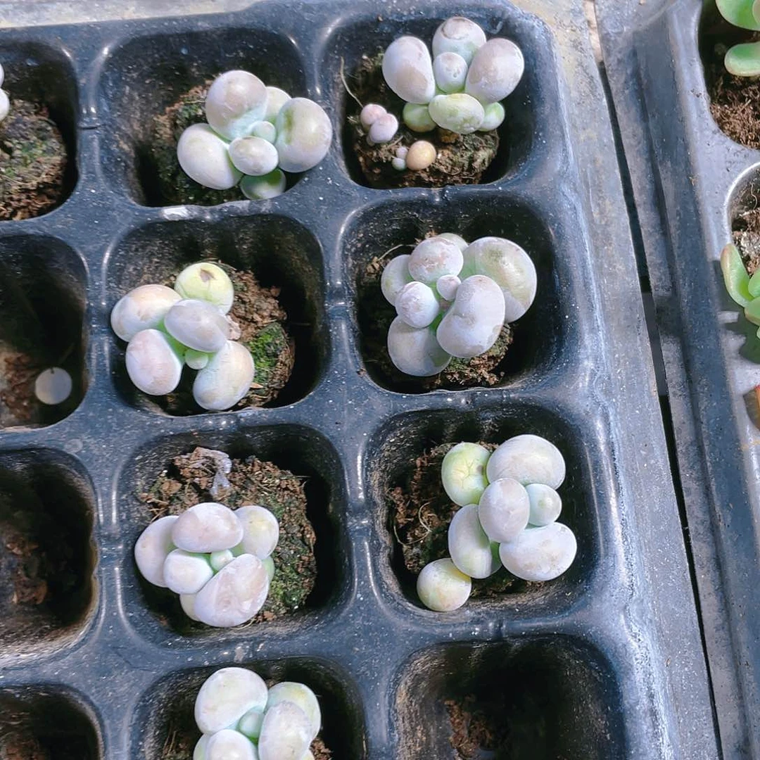橙雪球二个满25包邮，