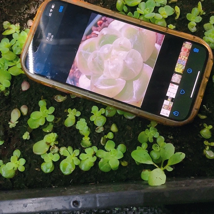 钻石珍妮4号小小苗一个满25包邮，