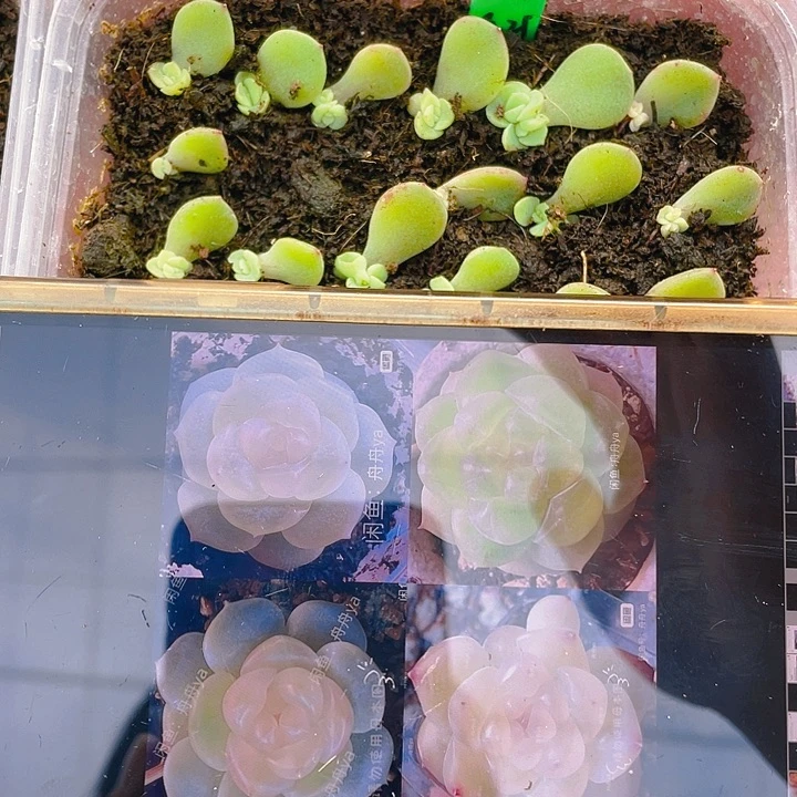 谪仙甜心 小小苗一个满25包邮，