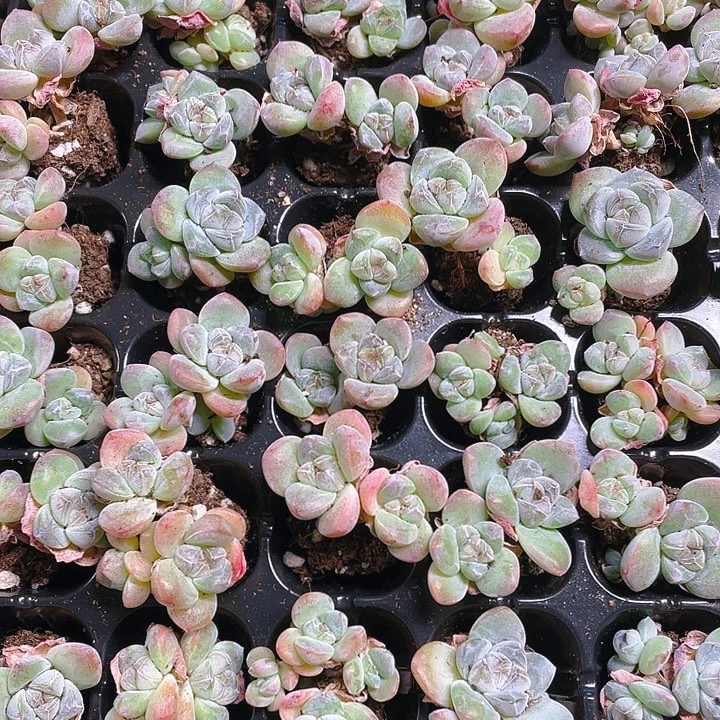 琥珀冰玉双头穴满25包邮，