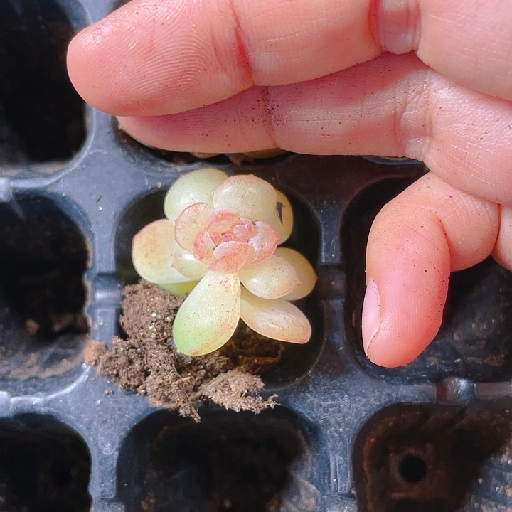 梦冰珍妮①号一个满25包邮，