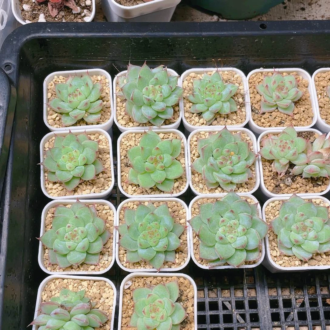 安娜珍妮特盆满25包邮，