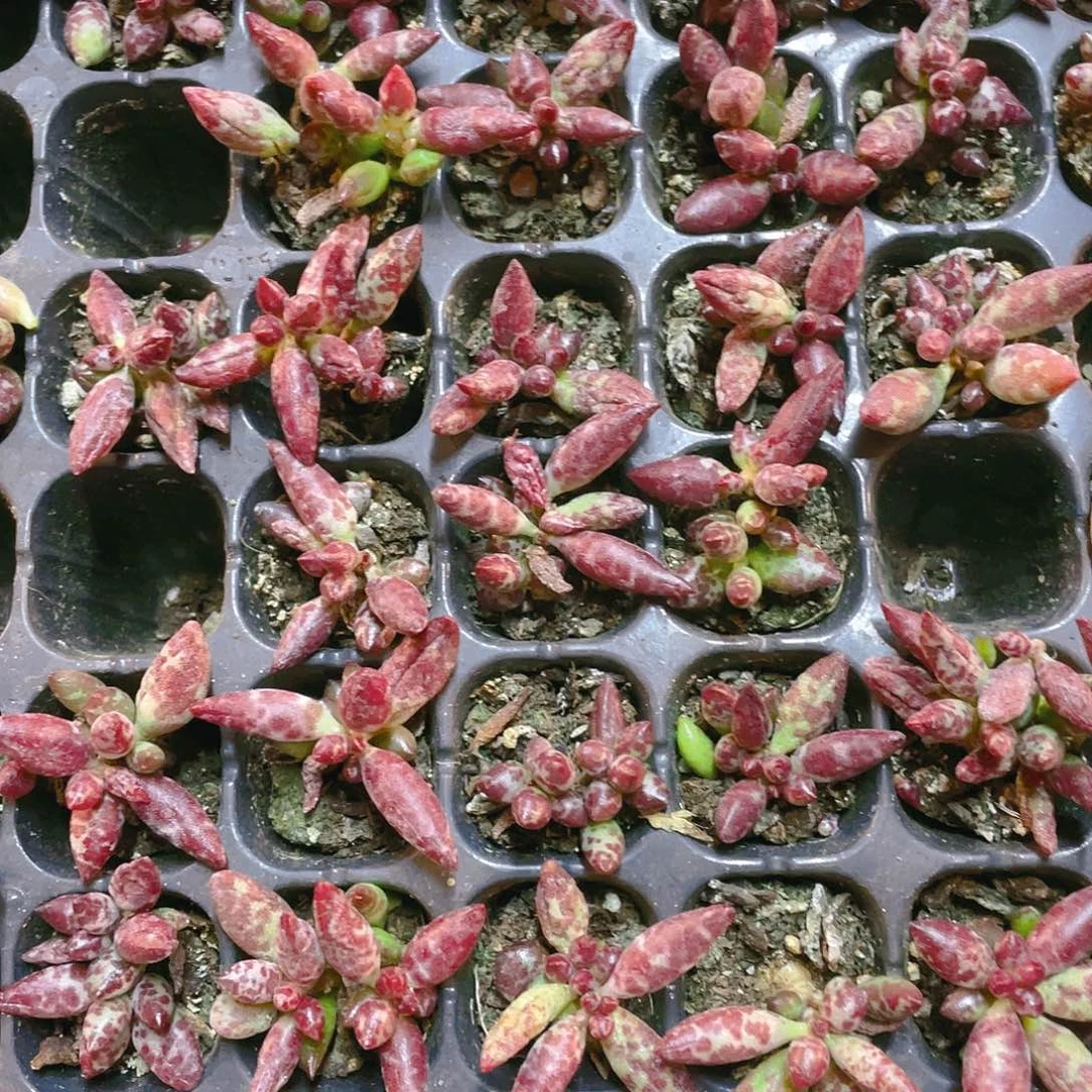 梅花鹿水泡满25包邮，