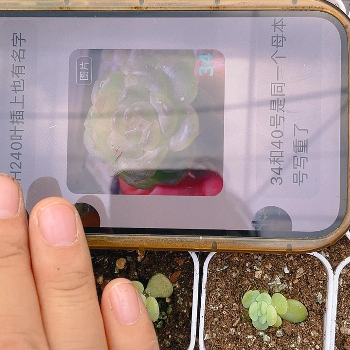 34号风花雪月中苗一个满25包邮，