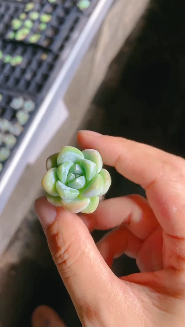 【闪购商品】翡翠冰玉 穴 4颗