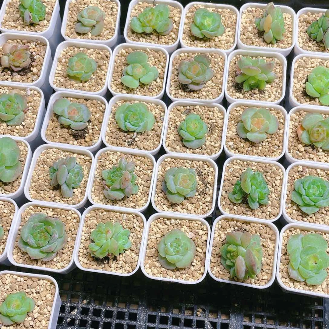 雨露盆满25包邮，