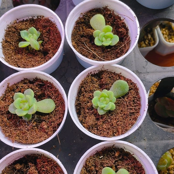 大师姐甜心盆穴满25包邮，，