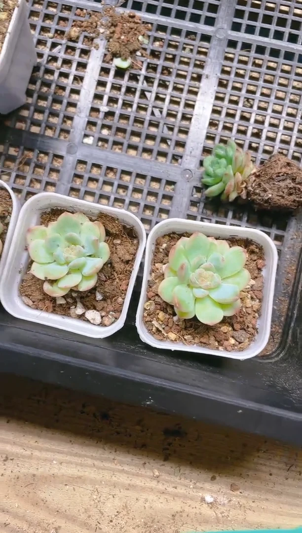 【闪购商品】珠光梦境  5.5盆